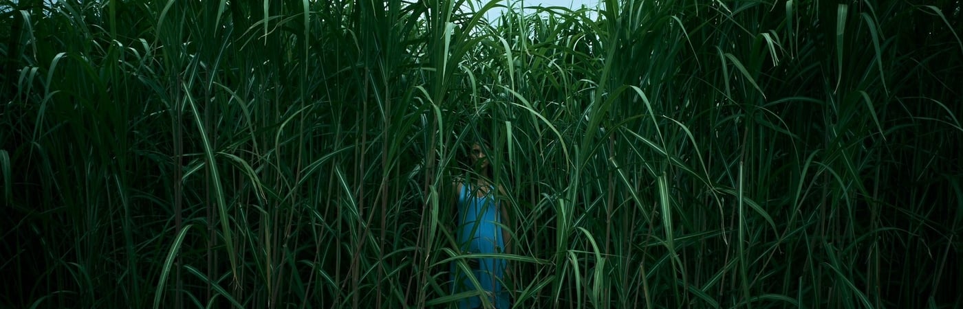 In the Tall Grass