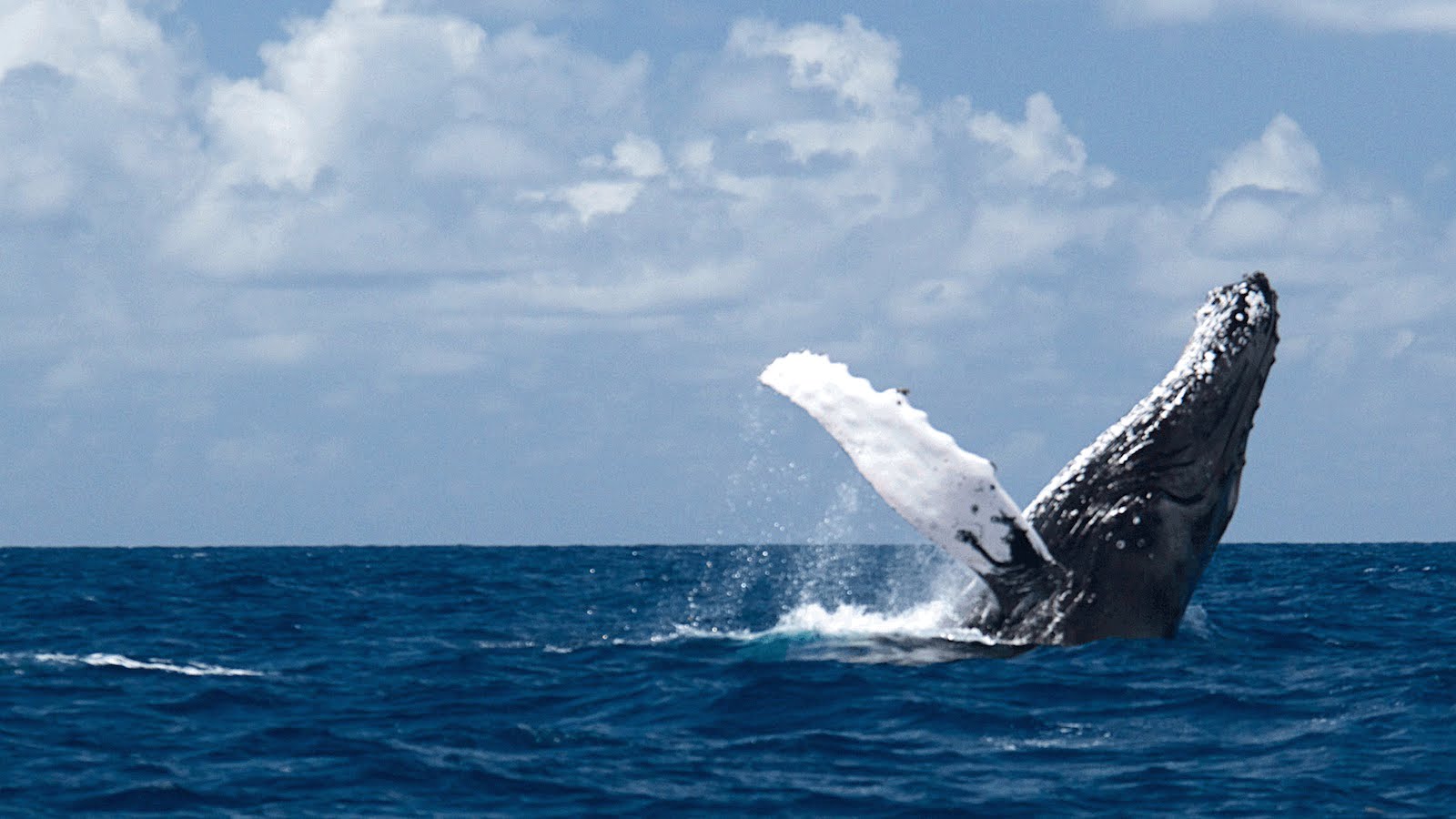 Humpback Whales