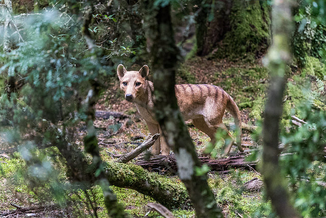 Extinct or Alive: The Tasmanian Tiger