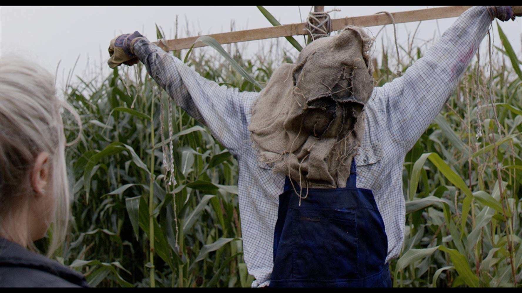 Curse of the Scarecrow