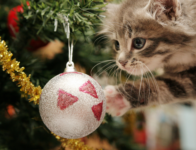 A Kitten Christmas