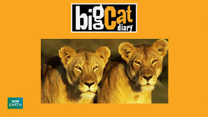 Big Cat Diary - Season 1