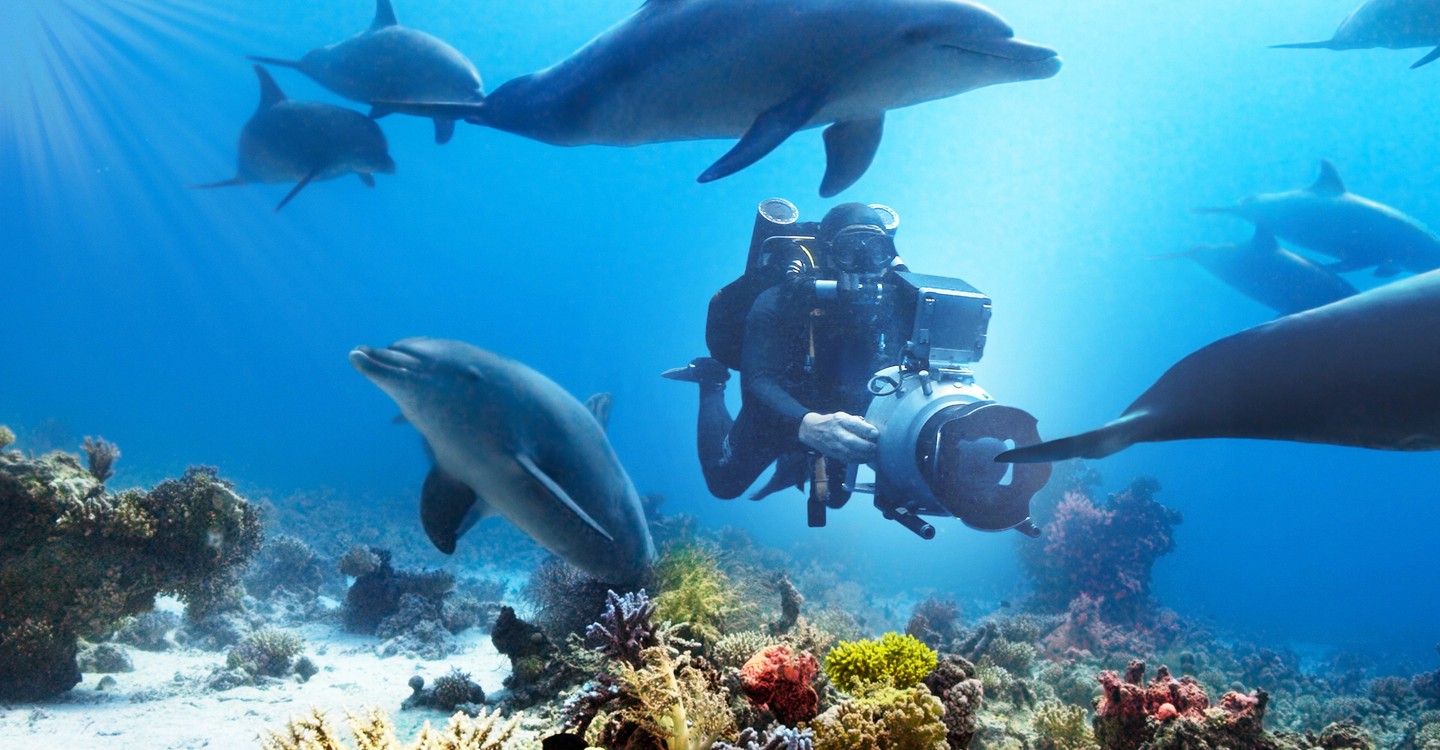 Diving with Dolphins