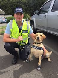 Dog Squad - Season 9