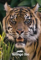 Inside Taronga zoo - Season 1