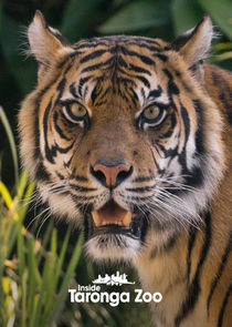 Inside Taronga zoo - Season 2