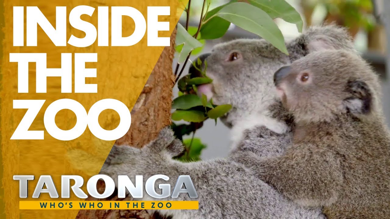 Inside Taronga zoo - Season 2