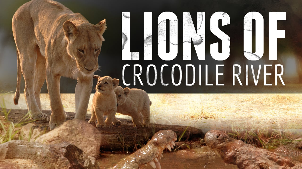 Lions of Crocodile River