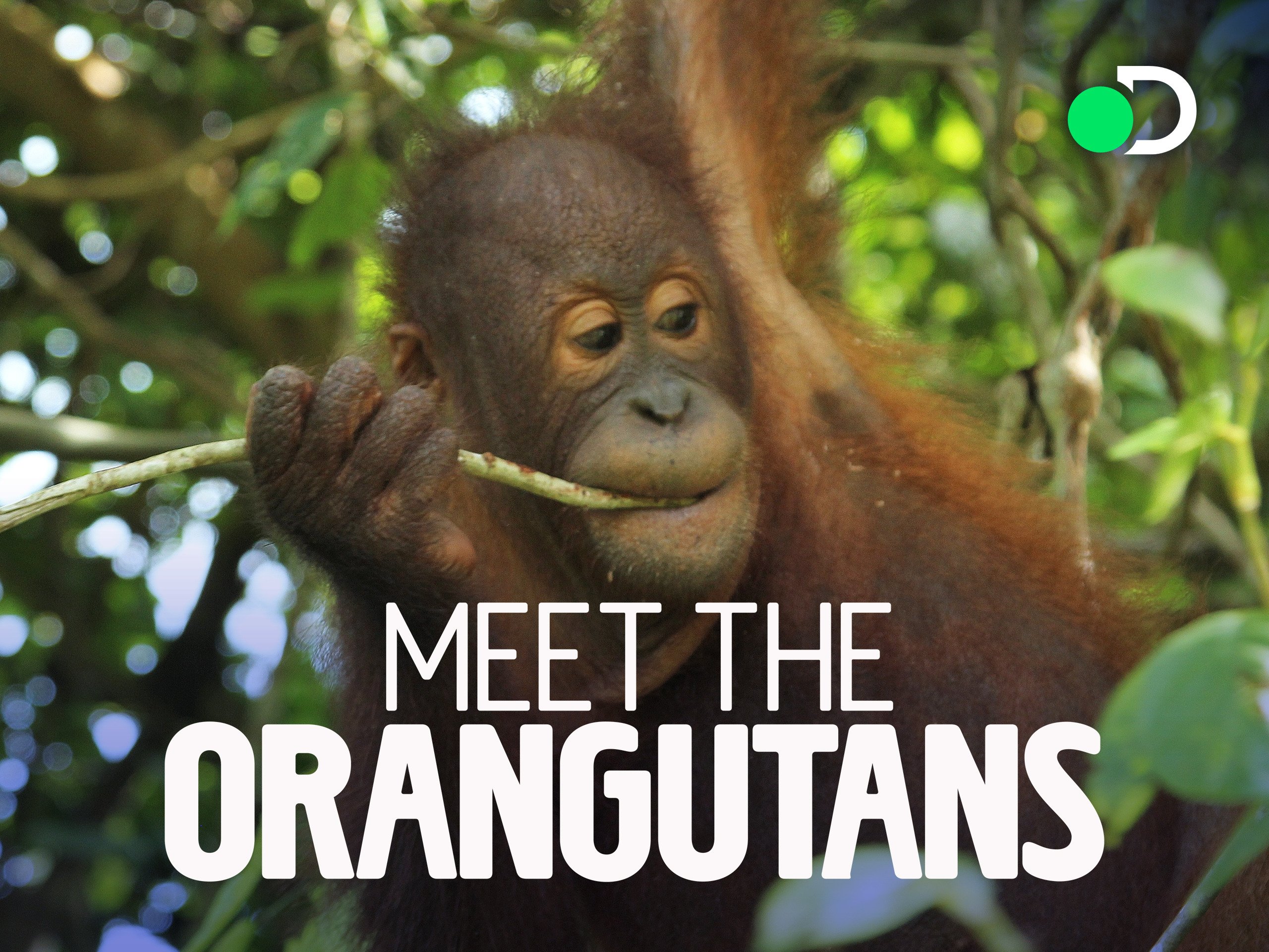 Meet the Orangutans - Season 1