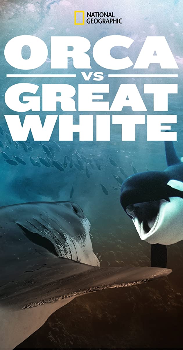 Orca vs. Great White