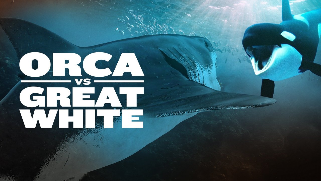 Orca vs. Great White