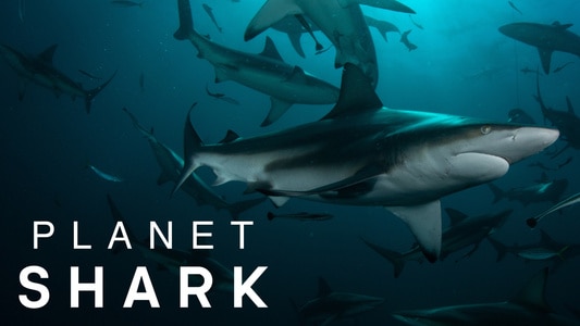 Planet Shark - Season 1