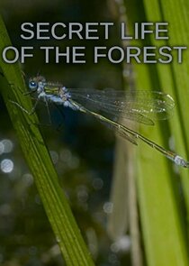 Secret Life of the Forest - Season 2