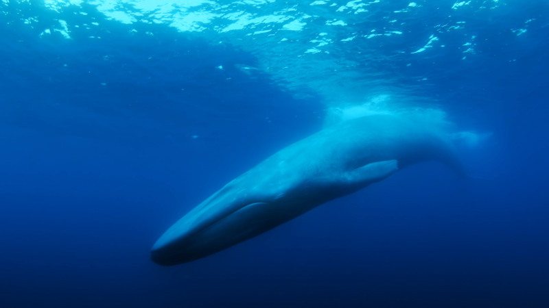 The Loneliest Whale: The Search for 52