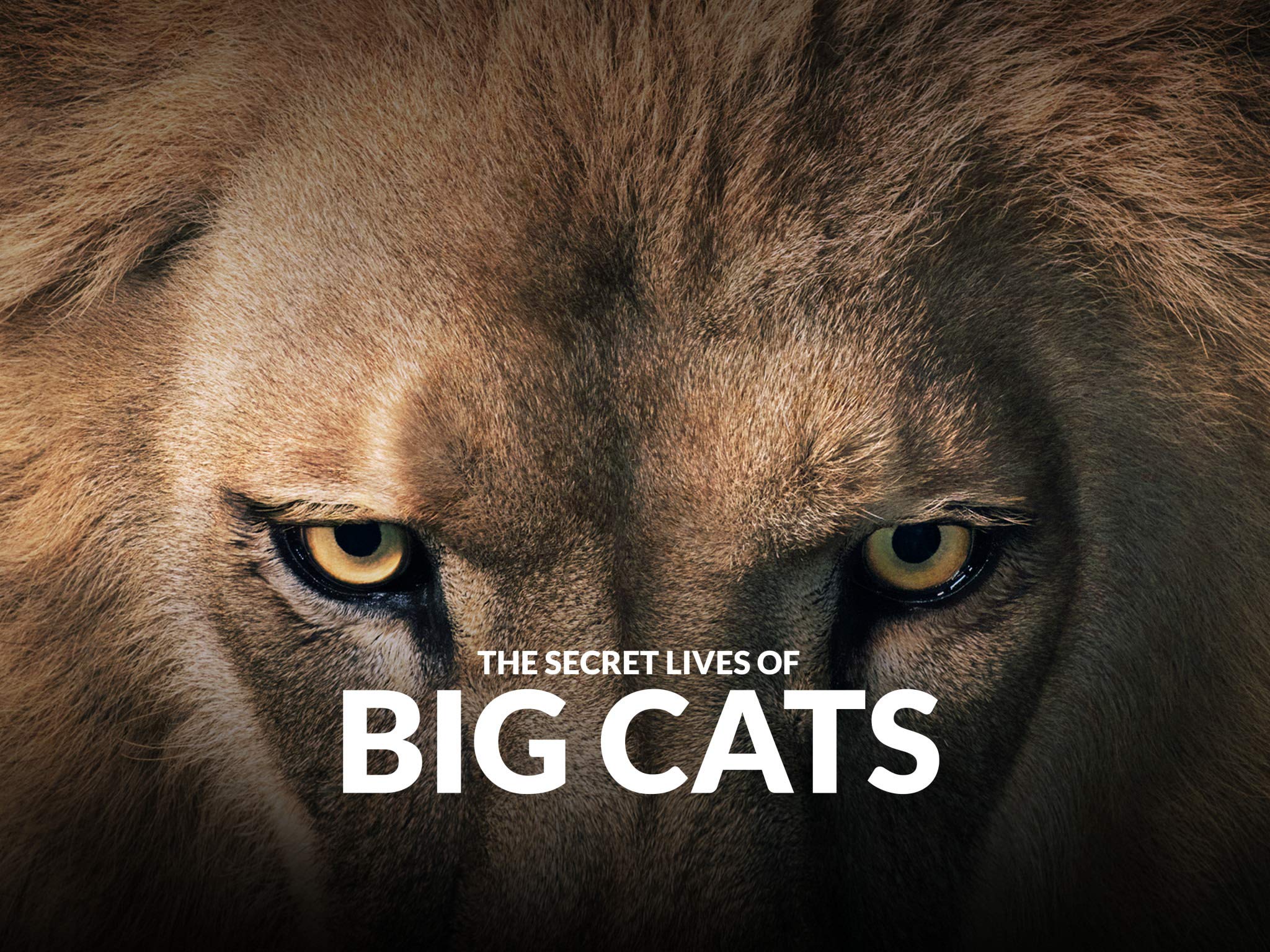 The Secret Lives Of Big Cats - Season 1