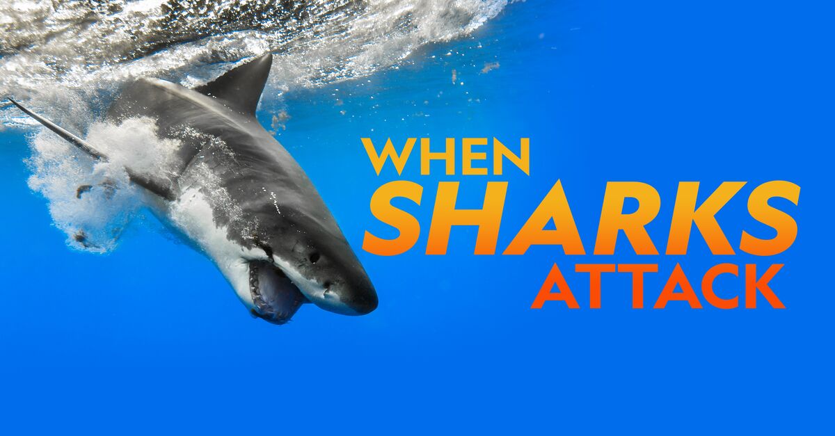 When Sharks Attack - Season 8