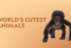 World's Cutest Animals - Season 1