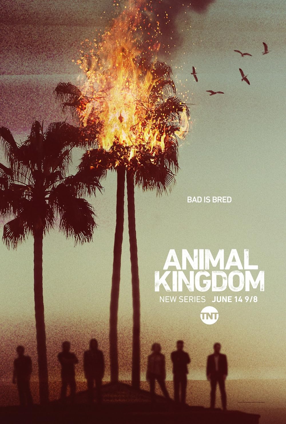 Animal Kingdom (2016)