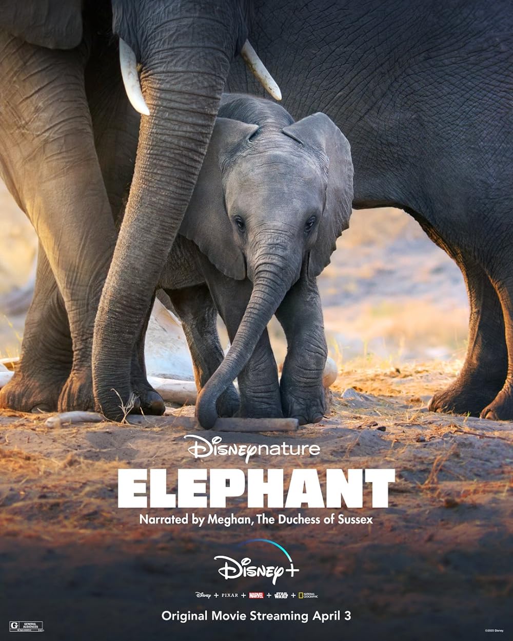 Elephant (2020)