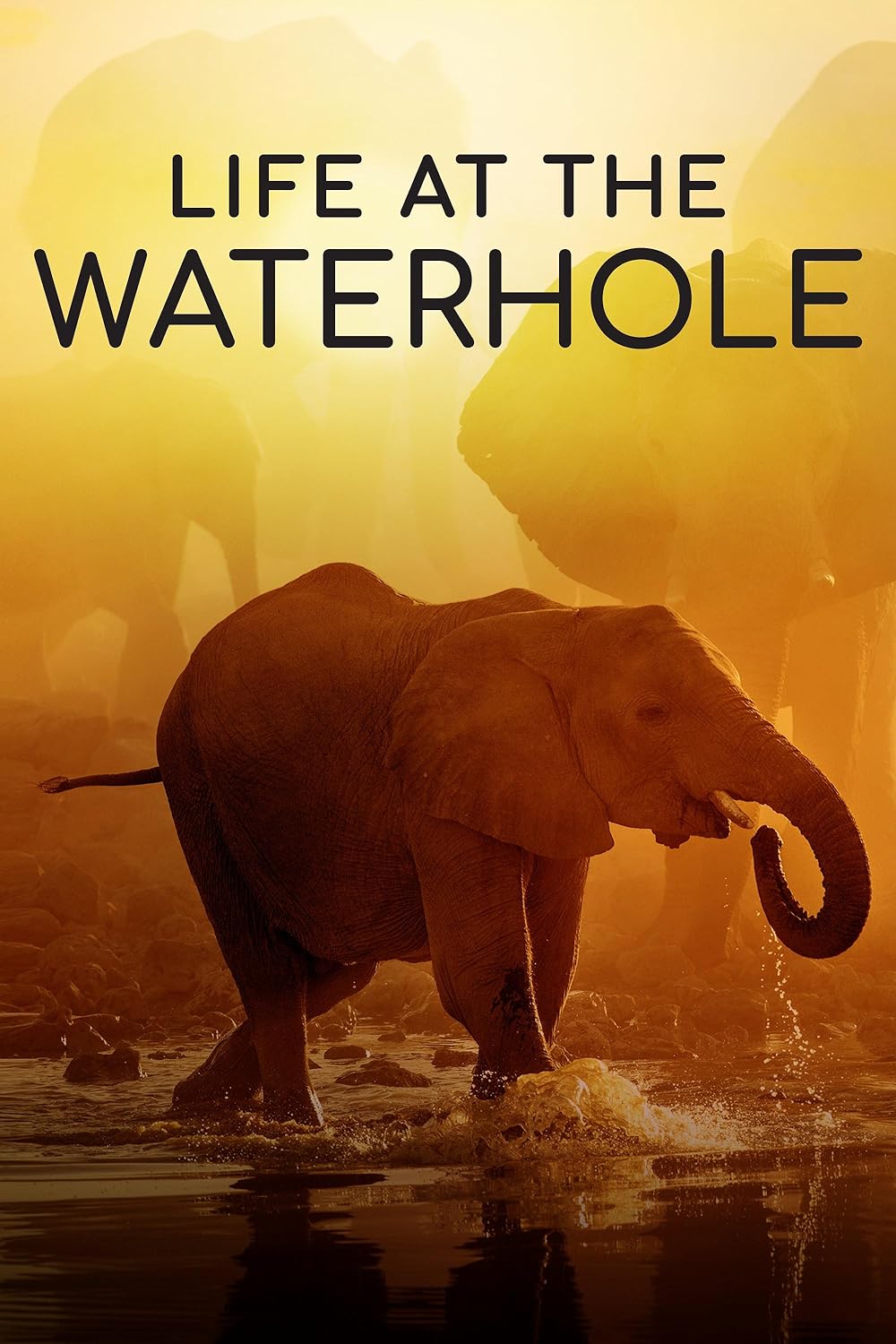 Life at the Waterhole (2021)