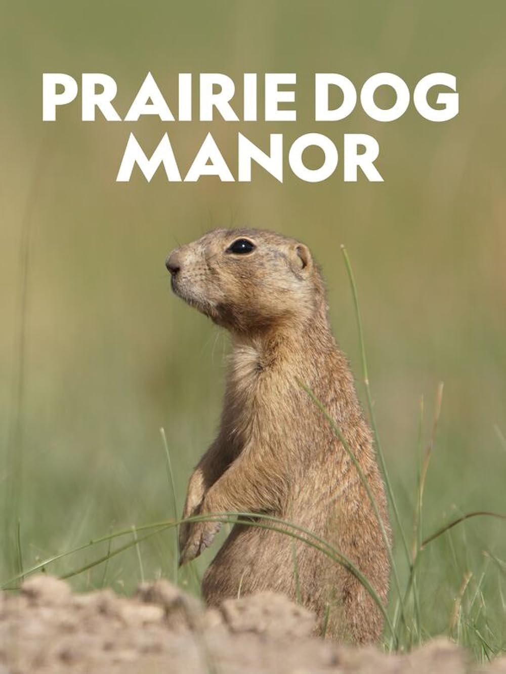 Prairie Dog Manor (2019)