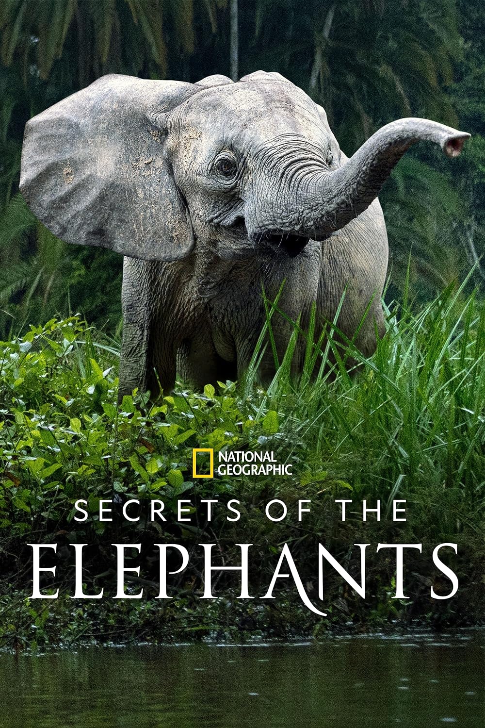 Secrets of the Elephants (2023)