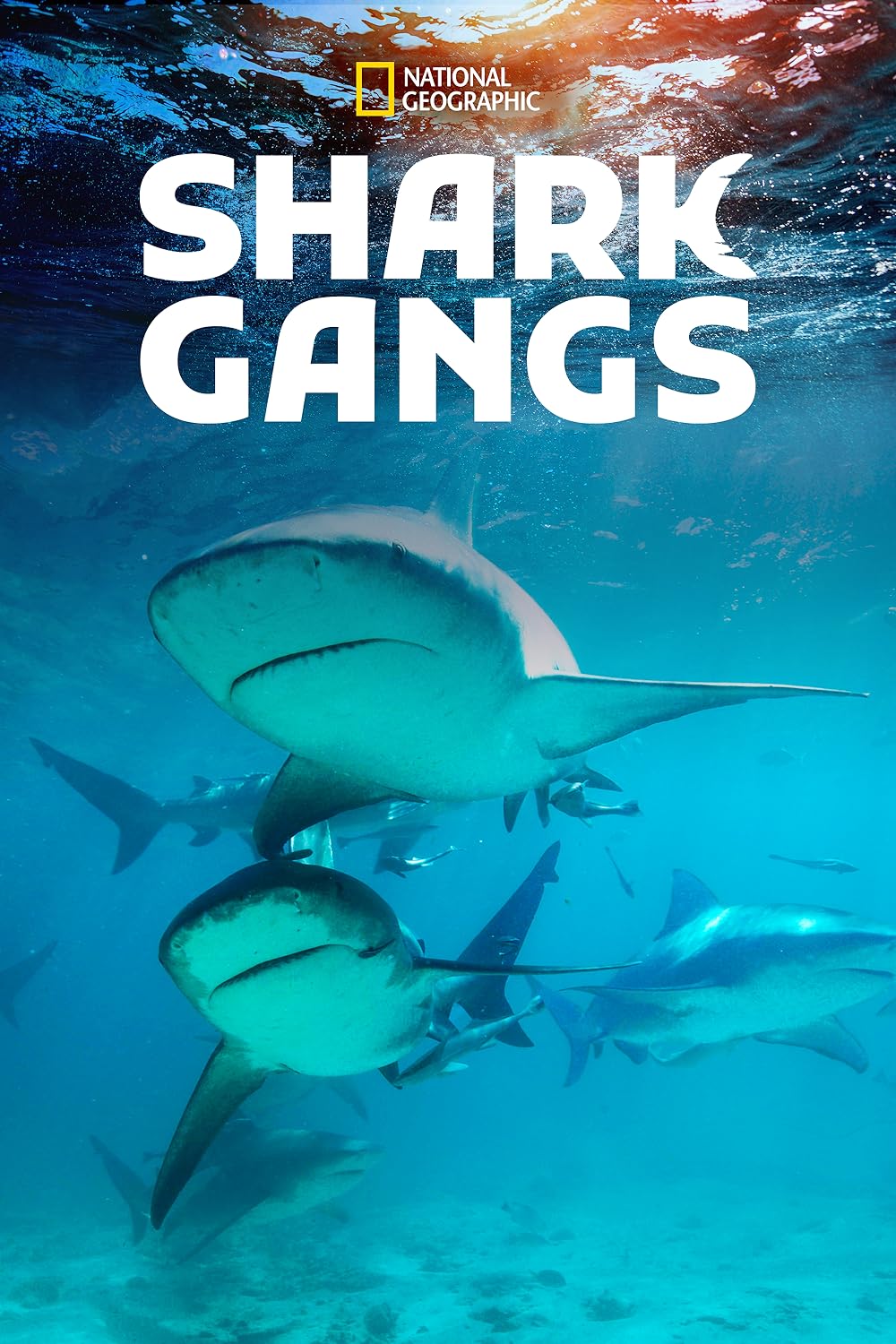 Shark Gangs (2021)