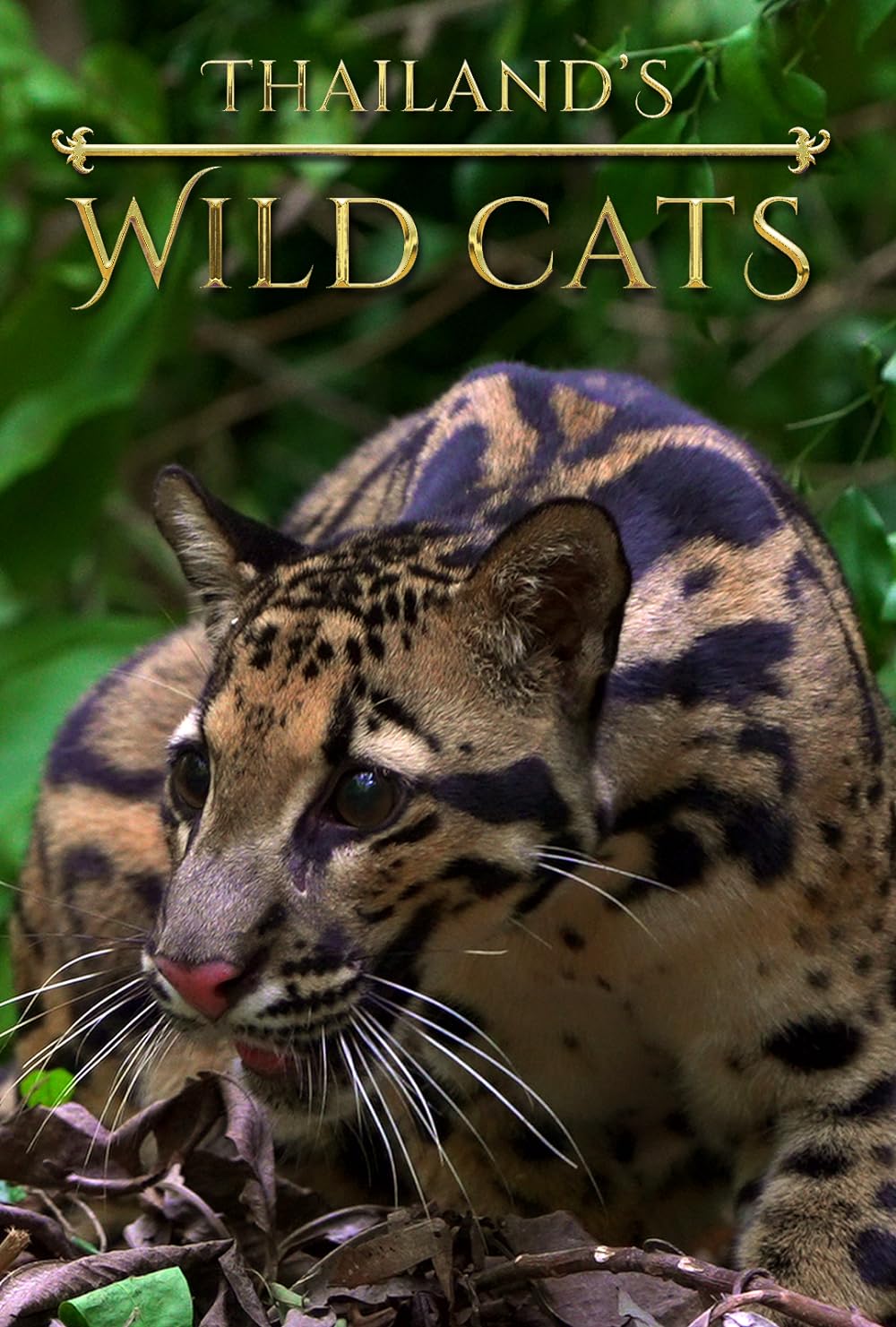 Thailand's Wild Cats (2021)