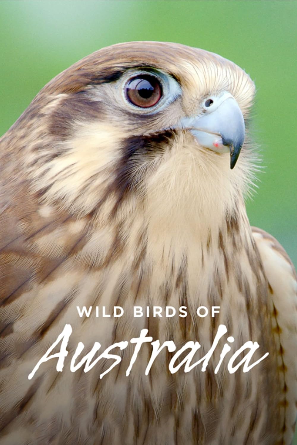 Wild Birds of Australia (2016)