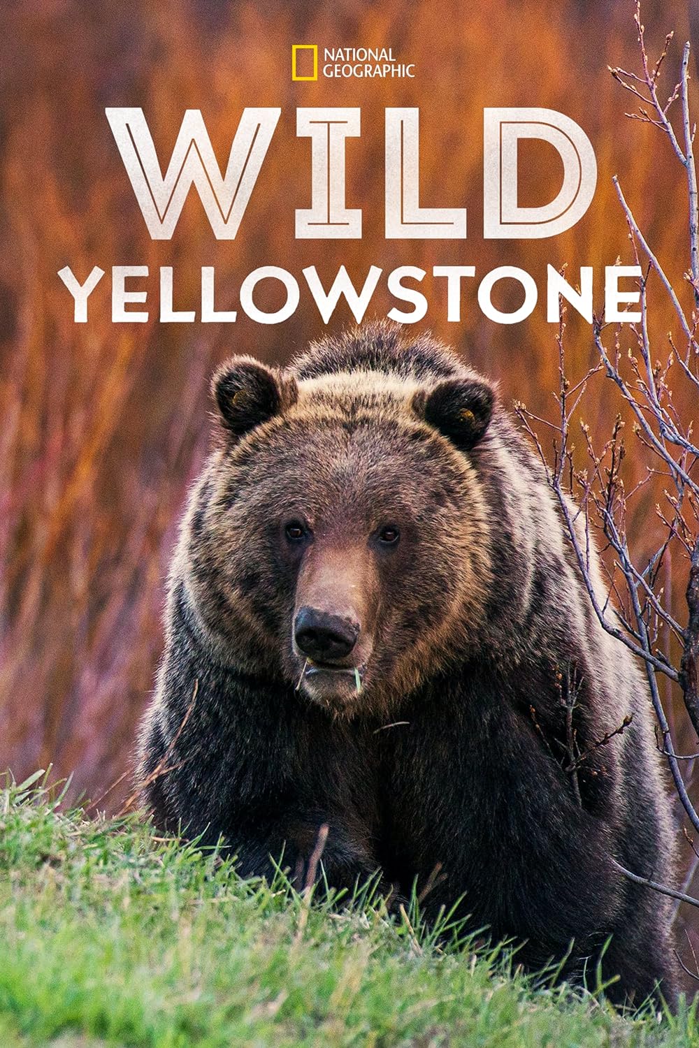 Wild Yellowstone (2015)