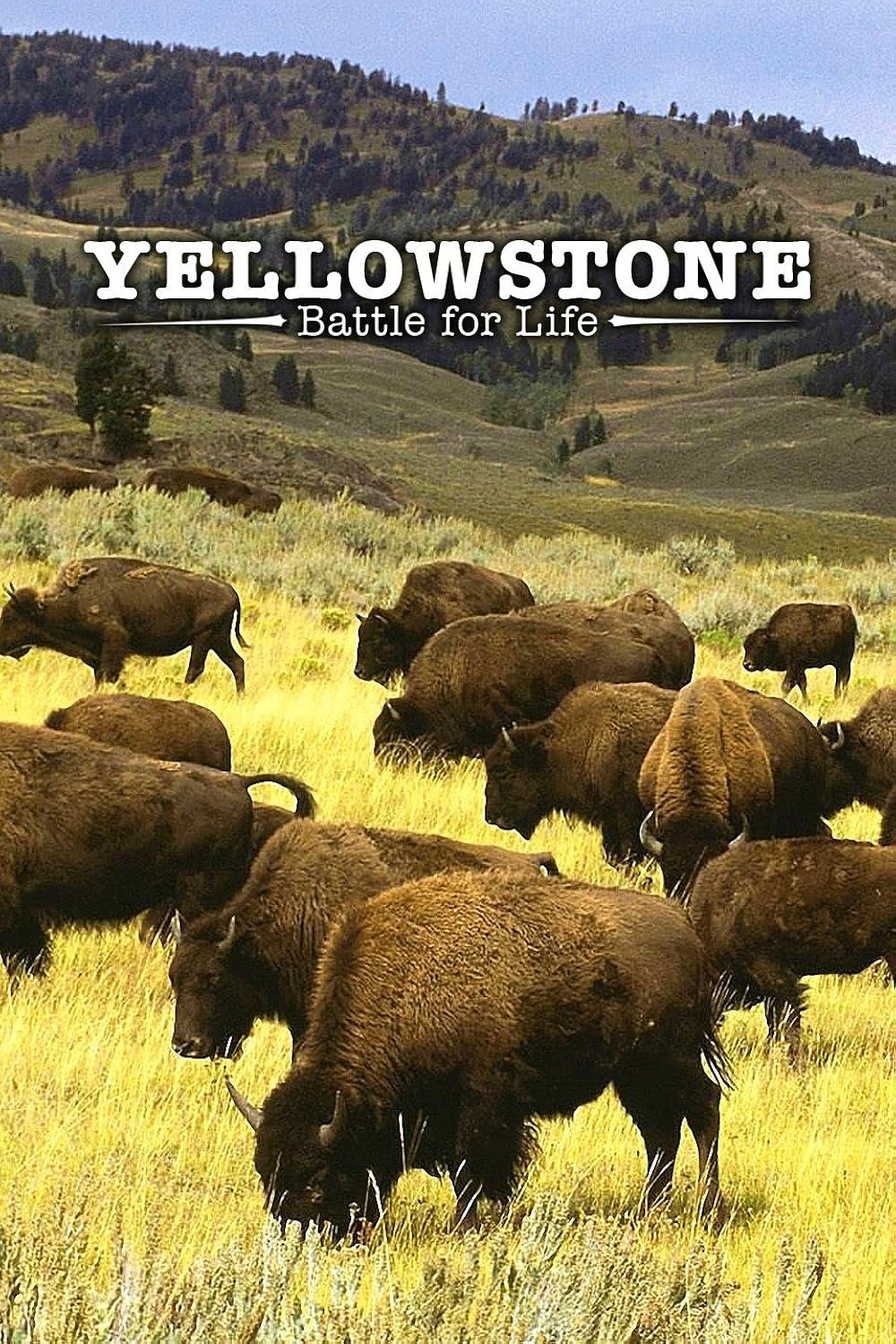 Yellowstone (2009)