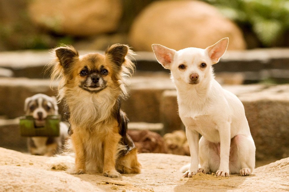 Beverly Hills Chihuahua