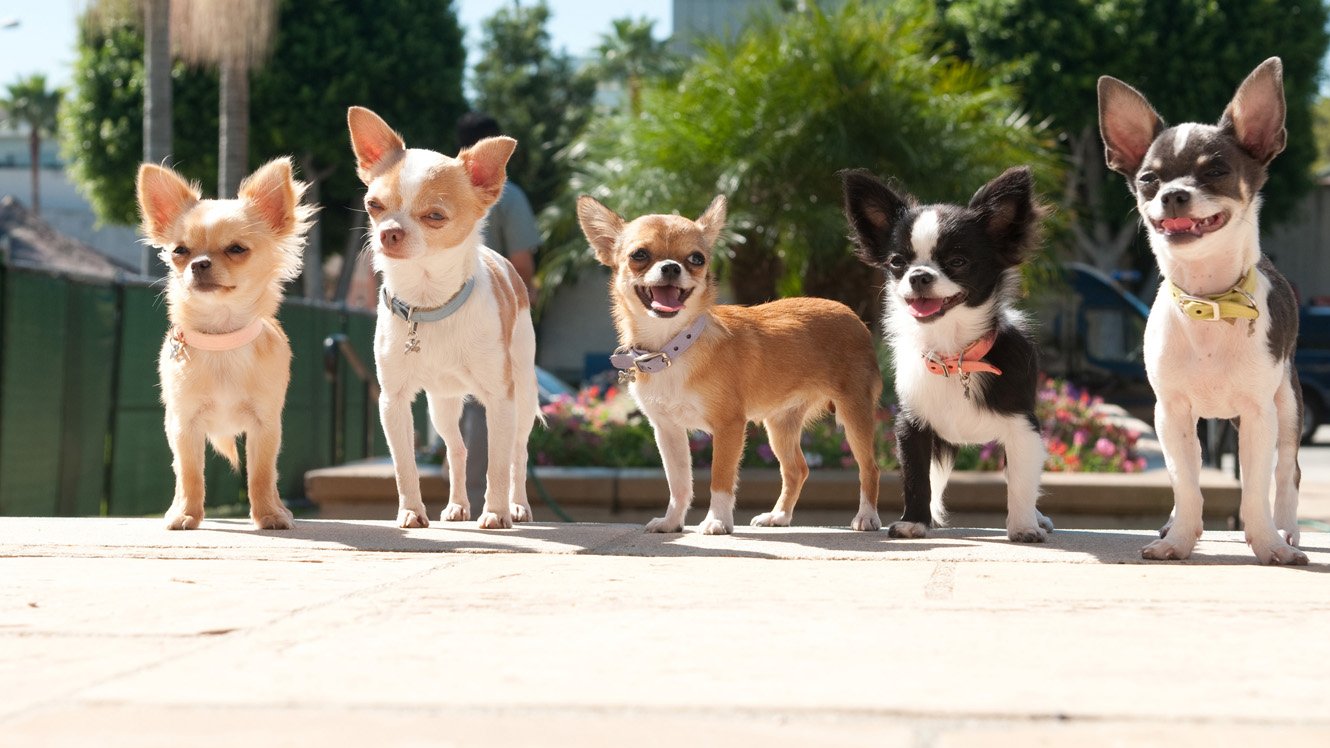 Beverly Hills Chihuahua 2