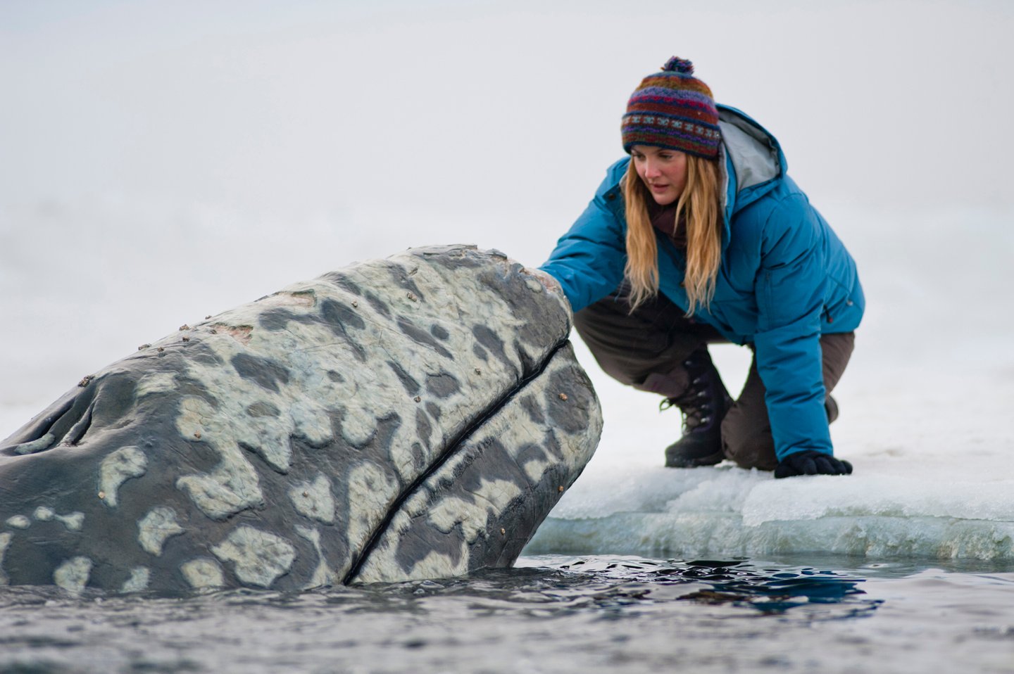 Big Miracle