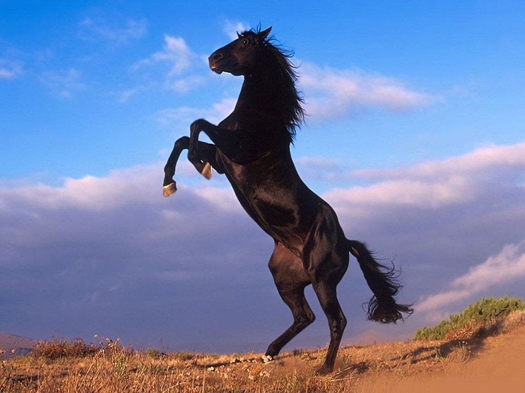 The Black Stallion